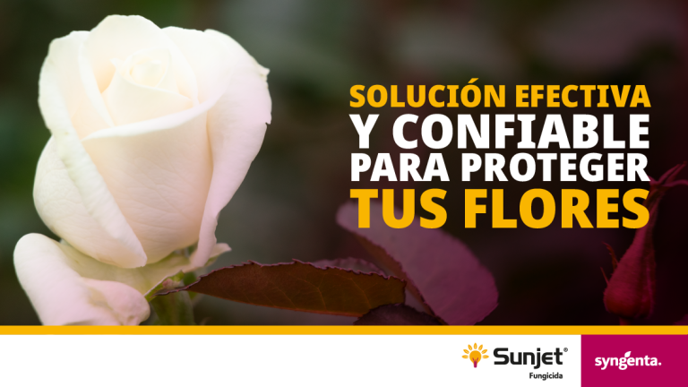 Sunjet