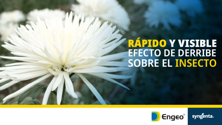 Engeo