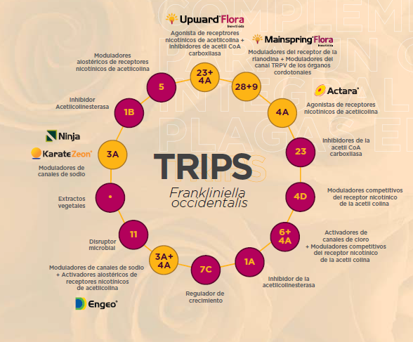 trips UPWARD FLORA